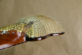 charango armadillo